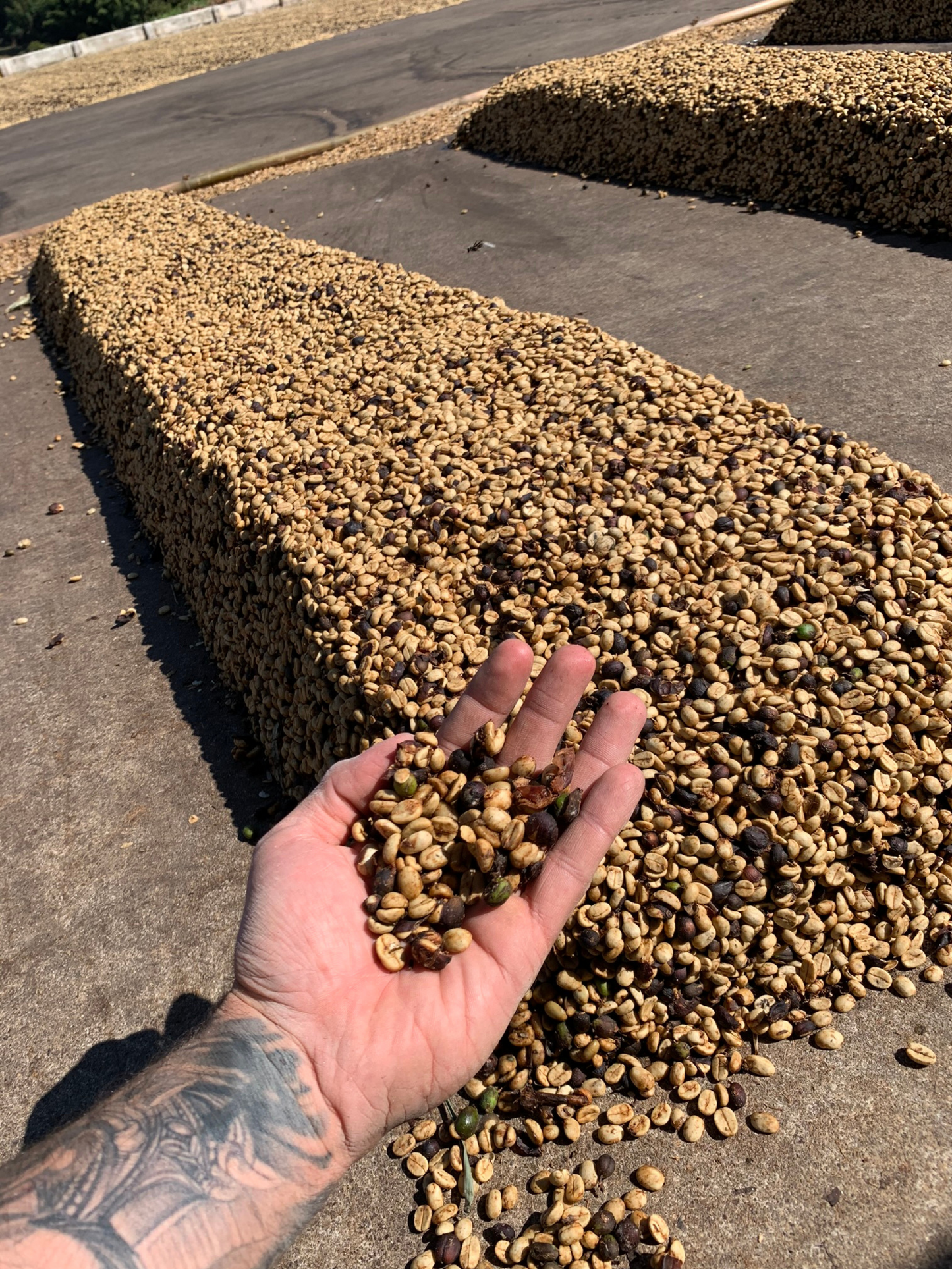 Café São Caetano Bourbon Amarelo 500g em Grãos
