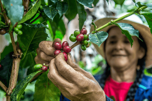 As principais regiões de cafés especiais no Brasil - JOSEFH